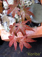 koriba acer palmatum.jpg