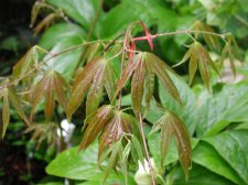 DSCN4302.jpg