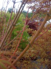 IMG_0342.jpg