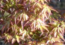 DSC_0063.jpg