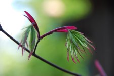 'Osakazuki' Spring 09.jpg