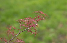 DSC_0005.jpg