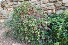 DSC_0152.JPG
