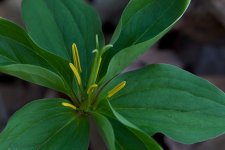 GreenTrillium2.jpg