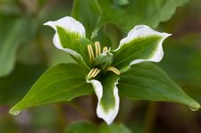 GreenTrillium.jpg