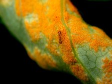 ant mould.jpg