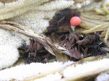 3 slime moulds.jpg