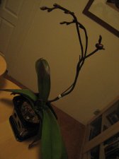 IMG_0002.jpg