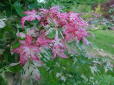 DSCN4596.JPG
