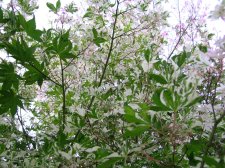 DSCN4712.JPG