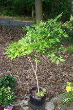 Blakes plant pictures 126.jpg