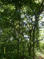 My Flowers 022 spring 2009 what is this tree.jpg