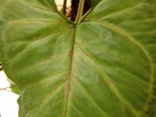 IMG_0191opti.jpg