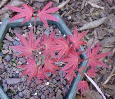 acerph01_090417.jpg