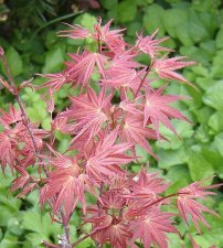 acerph02_090417.jpg