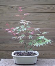 acerph03_090520.jpg