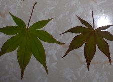 Osakazuki 4-13-09 R.jpg