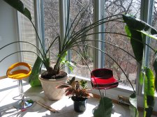 plant0003.JPG