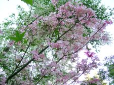 DSCN4695.JPG