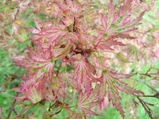 DSCN5329.JPG