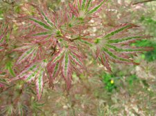 DSCN5238.JPG