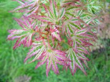 DSCN5347.JPG