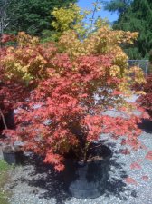 IMG_0147.jpg