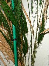 Houseplant-fern_enh.jpg
