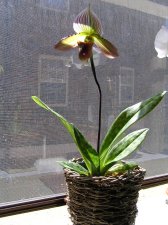 Paph1.jpg