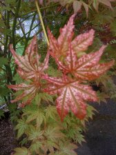 IMG_0386.jpg