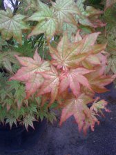 IMG_0387.jpg