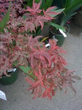IMG_0398.jpg