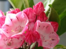 flower0609 003.jpg