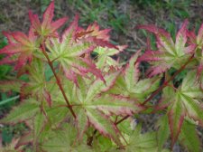maples 2009 025.JPG