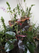 new plants.jpg