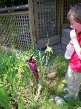 june 11 arum smaller - Copy.jpg