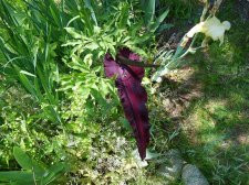 june 11 arum smaller 2.jpg