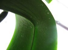 IMG_1442.jpg
