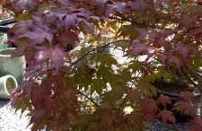 DSC_0009.jpg