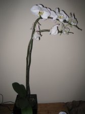 IMG_0952.JPG