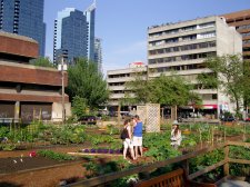DavieVILLAGEcommuntyGARDEN_004.jpg