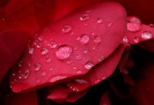 P6148781 Rose.jpg