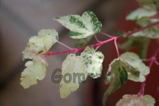 IMG_5634.jpg