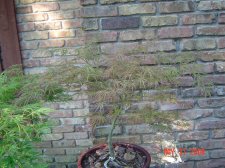 Japanese Maples 022.jpg