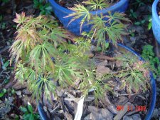 Japanese Maples 035.jpg