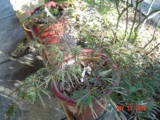 Japanese Maples 010.jpg