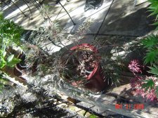 Japanese Maples 068.jpg
