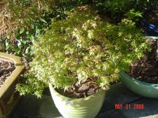 Japanese Maples 016.jpg