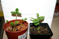 acer_griseum 003.jpg