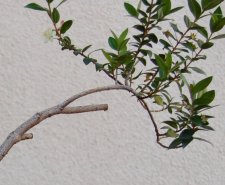 Image1.jpg